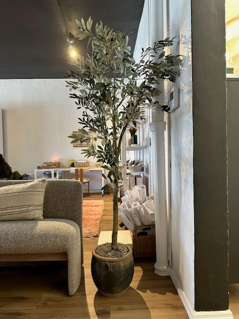 7' Olive Tree with Pot
