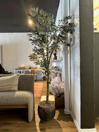 7' Olive Tree with Pot