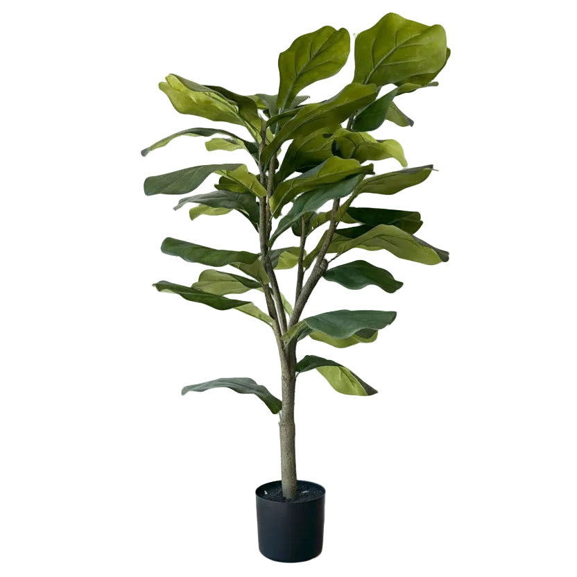 3' Fiddle Leaf Fig Tree