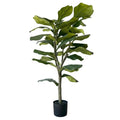 3' Fiddle Leaf Fig Tree