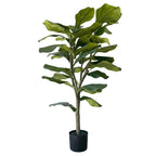 3' Fiddle Leaf Fig Tree