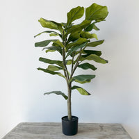 3' Fiddle Leaf Fig Tree