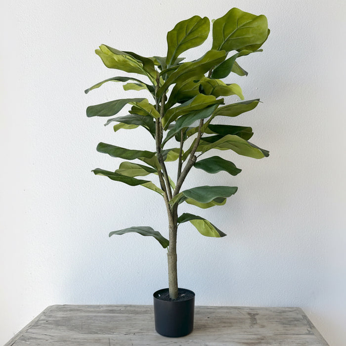 3' Fiddle Leaf Fig Tree
