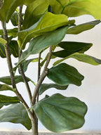 3' Fiddle Leaf Fig Tree