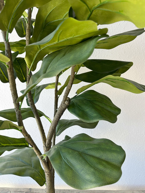 3' Fiddle Leaf Fig Tree