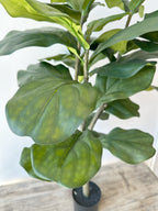 3' Fiddle Leaf Fig Tree