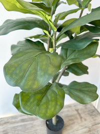 3' Fiddle Leaf Fig Tree