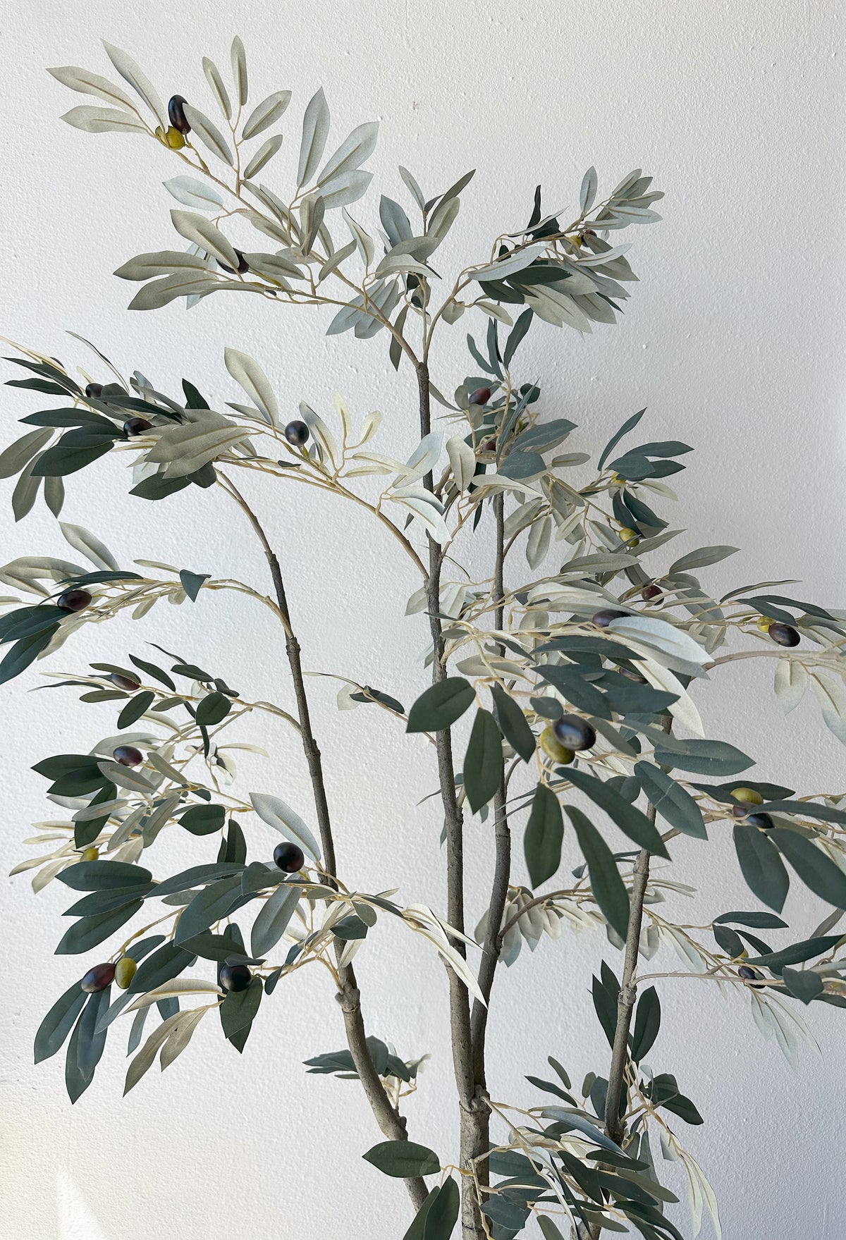 Ceramic Pot with 5' Olive Tree
