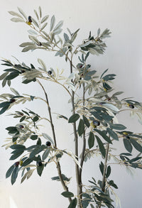 Ceramic Pot with 5' Olive Tree