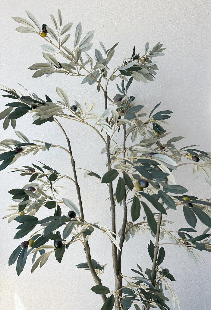 Ceramic Pot with 5' Olive Tree