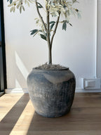 Ceramic Pot with 5' Olive Tree