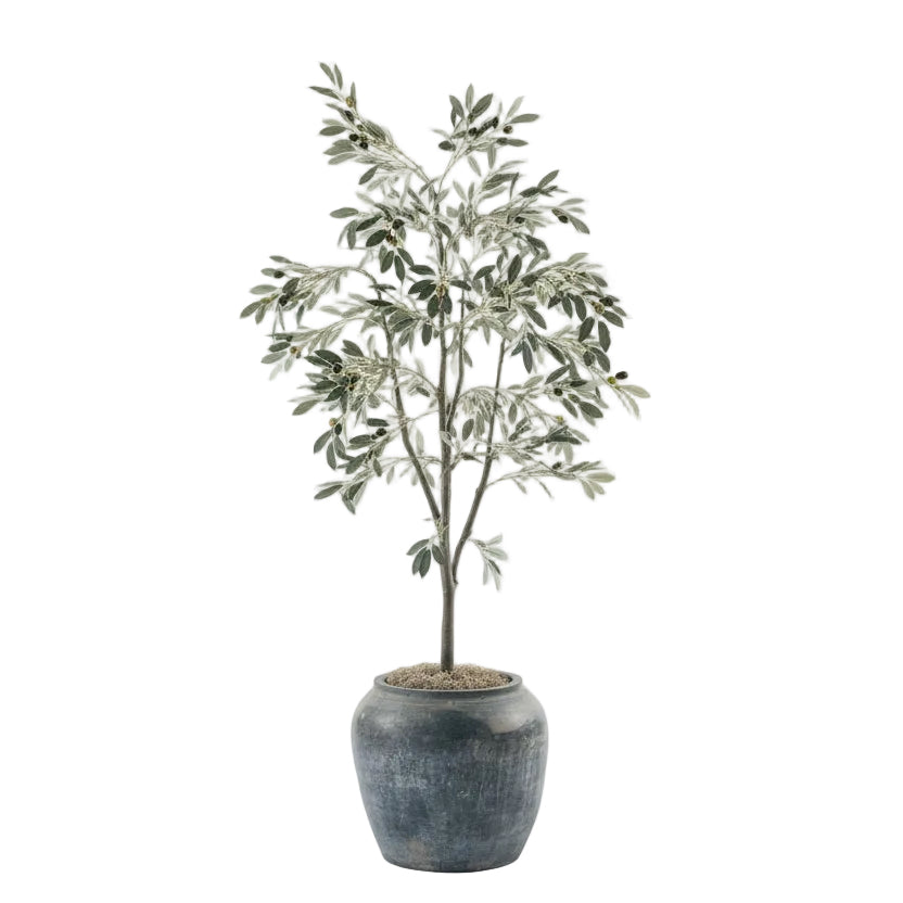 Ceramic Pot with 5' Olive Tree