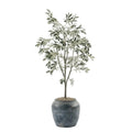 Ceramic Pot with 5' Olive Tree