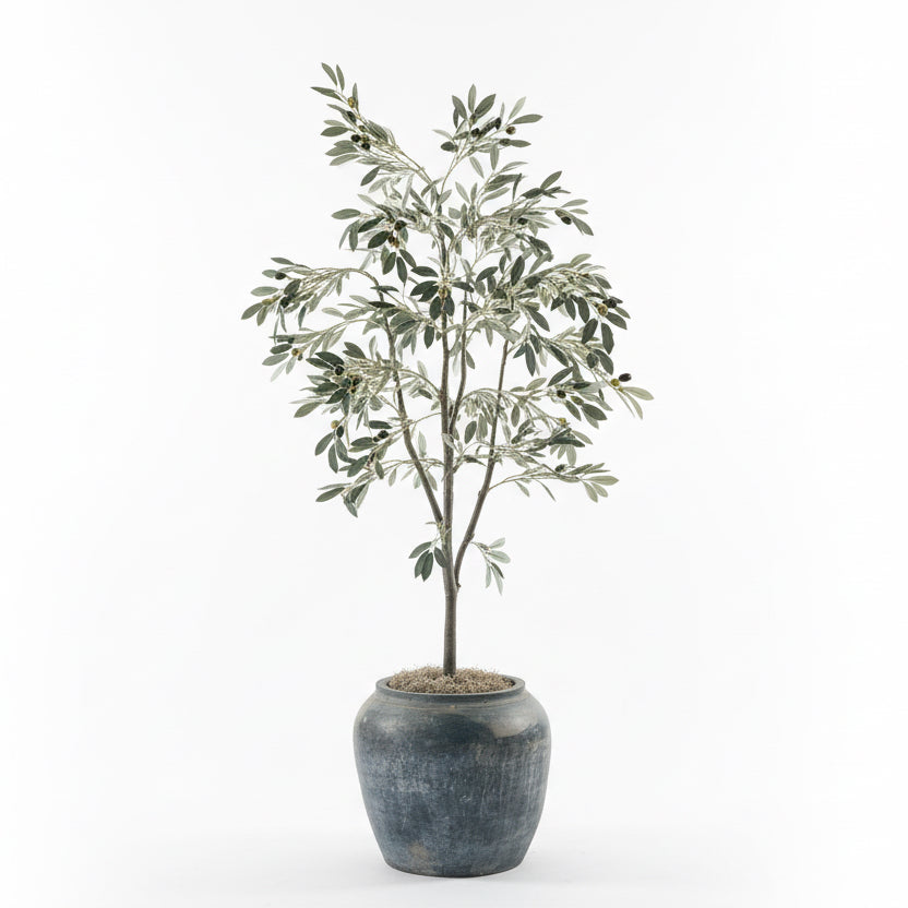 Ceramic Pot with 5' Olive Tree