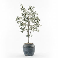 Ceramic Pot with 5' Olive Tree