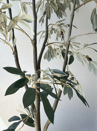 Ceramic Pot with 5' Olive Tree