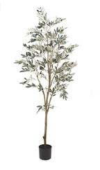 Ceramic Pot with 5' Olive Tree