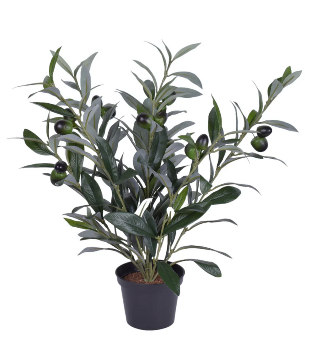16" Olive Plant