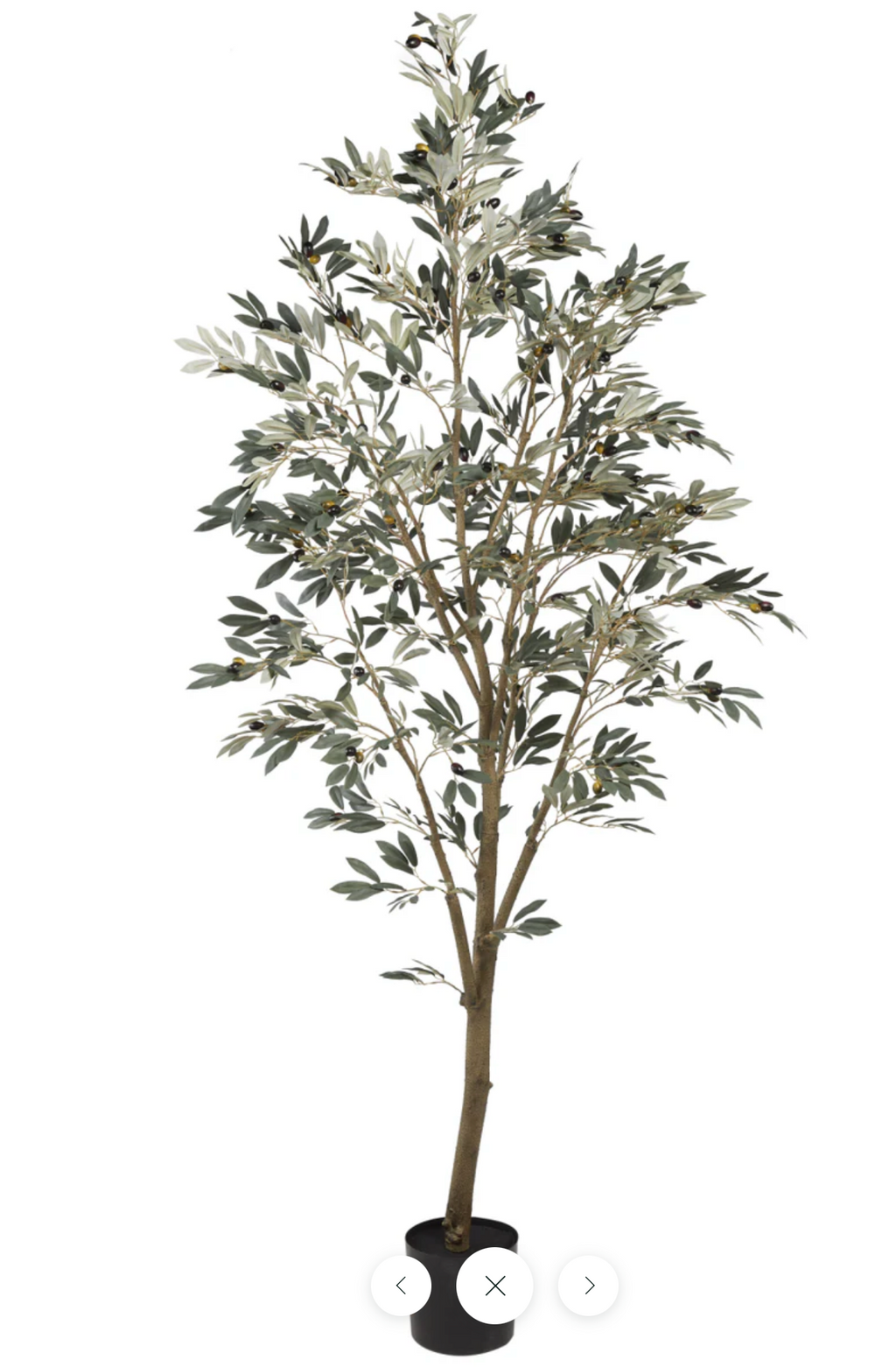 7' Olive Tree with Pot